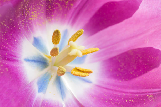 istock Pink tulip macro background. Close-up 1185423195