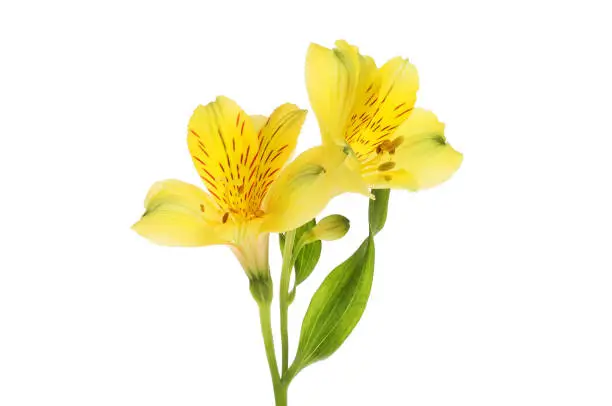 Two yellow  alstroemeria flowers isolated against white