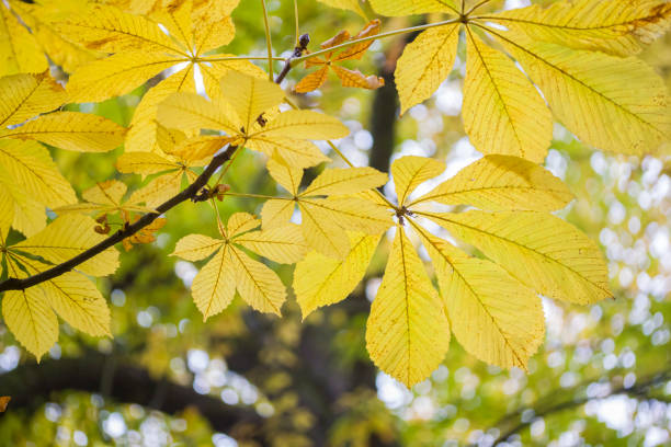 istock Chestnut yellow autumn leafs on the branch. 1185424574