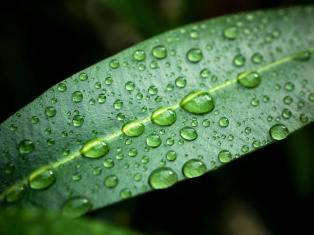 Close up shot of water drops on a leaf