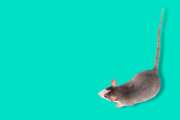 Funny young rat isolated on blue. Rodent pets. Domesticated rat close up. Funny young rat isolated on blue or mint background. Rodent pets. Domesticated rat close up. Top view on rat. Copy space rat photos stock pictures, royalty-free photos & images