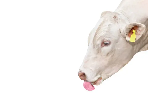 Portrait of White Bull isolated on white. Beautiful big white bull with bright pink tongue. Bull with no horns close up. Farm animals. Beef cattle isolated on white.