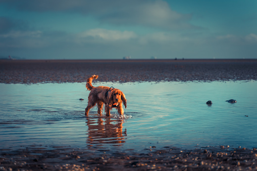 A Cocker Spaniel dog wearing harness walking and playing on beach in pool of sea water with low level sunlight with selective focus