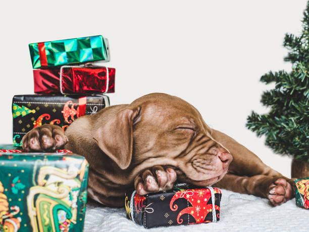 istock Young, charming puppy and a festive box 1185426279