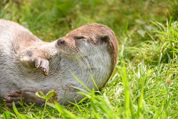 Young European otter (Lutra lutra lutra) is swimming in a pool