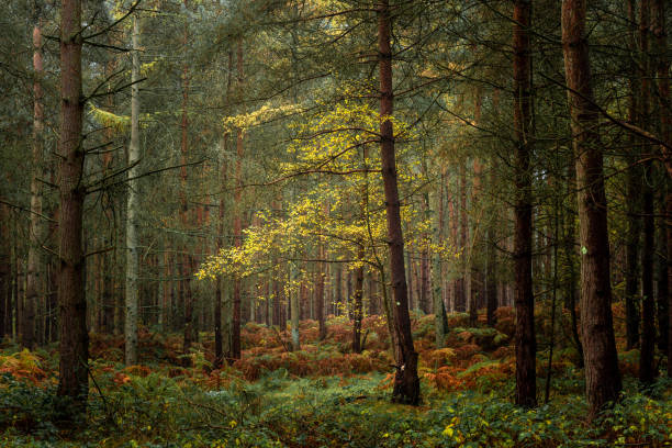 couleurs d'automne et d'automne d'automne d'or à birches valley, cannock chase dans le staffordshire. - vibrant color outdoors tree autumn photos et images de collection