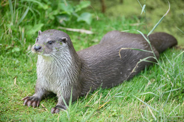 istock Otter resting in the grass during a sunny day 1185427114