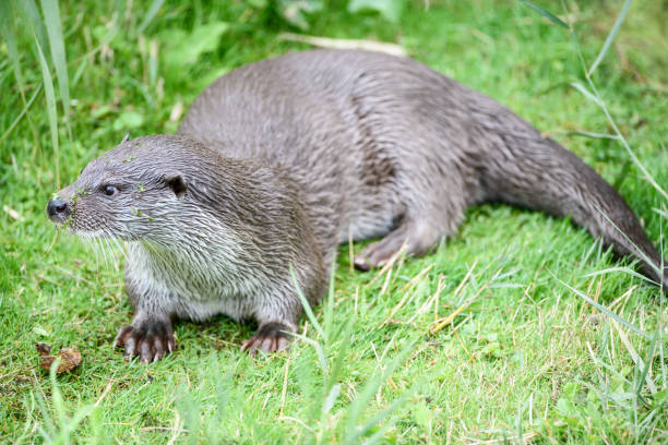 istock Otter resting in the grass during a sunny day 1185427177