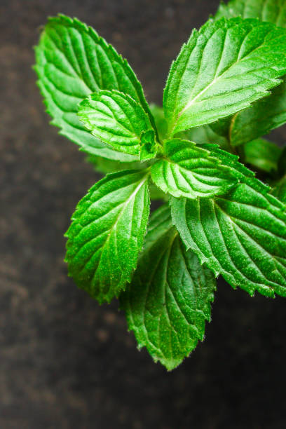 istock mint, fragrant green petals (food decoration) menu concept. food background. copy space. Top view 1185427293