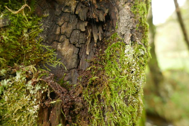 istock Mushrooms and moss 1185427333