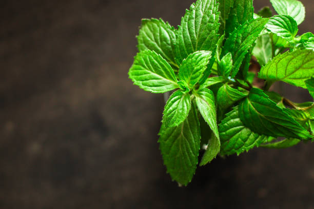 istock mint, fragrant green petals (food decoration) menu concept. food background. copy space. Top view 1185427542