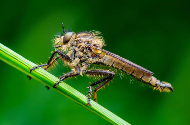istock Exotic Assassin or Robber Fly Asilidae Diptera Insect Macro Photo 1185427752