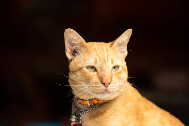 istock Beautiful thai yellow cat at home 1185428873