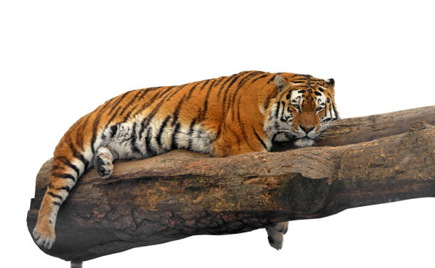 istock Siberian tiger (Panthera tigris tigris), also called Amur tiger, lies on tree 1185428980