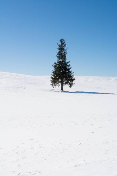 istock Pine tree standing in a snowy field in Biei 1185428996