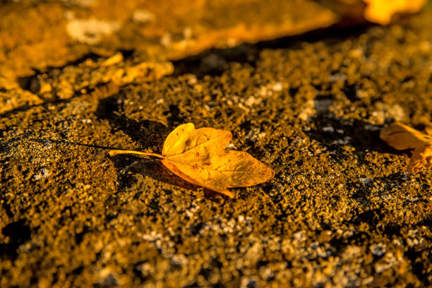 maple leaf in autumnal colors on a wall