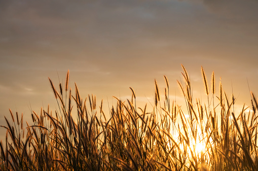 grass flower with golden time of sunset as background