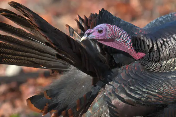 Photo of A well-groomed turkey