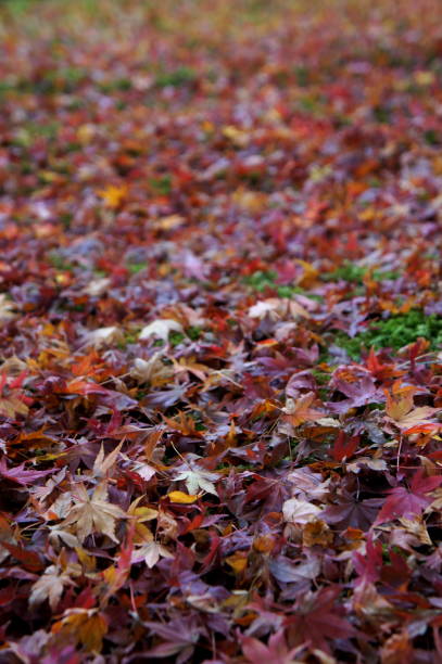 istock The fallen leaves on a moss garden in autumn 1185431822