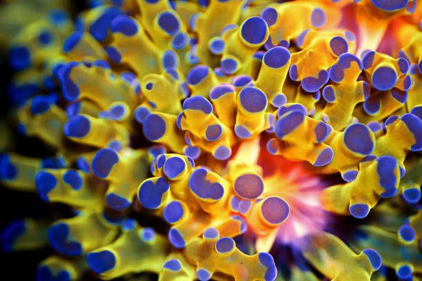 muito raro golden euphyllia divisa - yellow anemone - fotografias e filmes do acervo