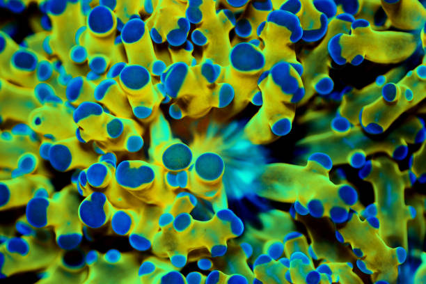 istock Very rare Golden Euphyllia divisa 1185432307
