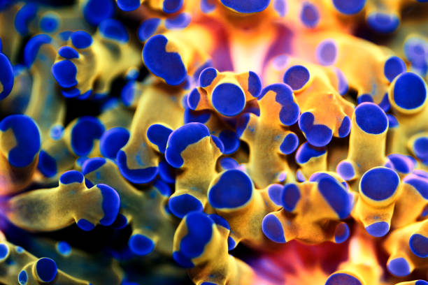 istock Very rare Golden Euphyllia divisa 1185432308