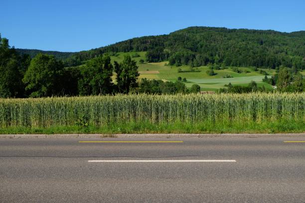 Wheatfield with mountain background and blue sky.