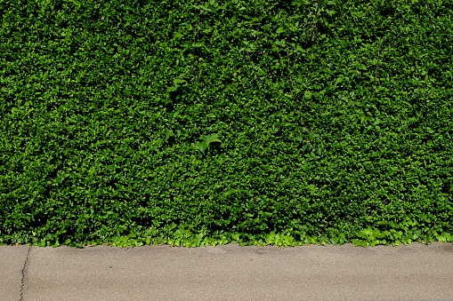 Green leaf wall on the footpath. Green nature fence with footpath background texture