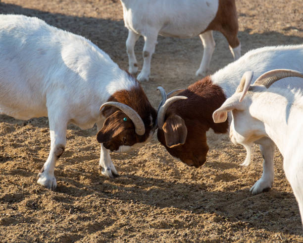 istock Sturdy black and white boer goat buck looking at camera 1185434170