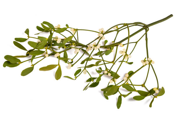 омела - european mistletoe стоковые фото и изображения