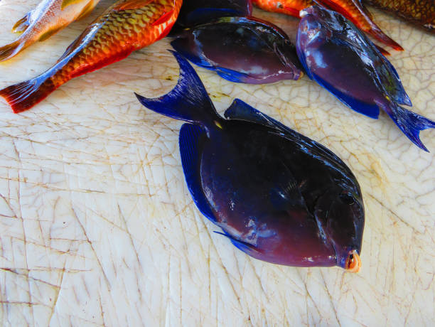 Spectacular blue intense surgeon fish. Caribbean fish.