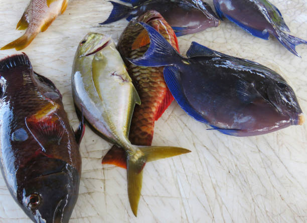 istock Spectacular blue intense surgeon fish. Caribbean fish. 1185436975