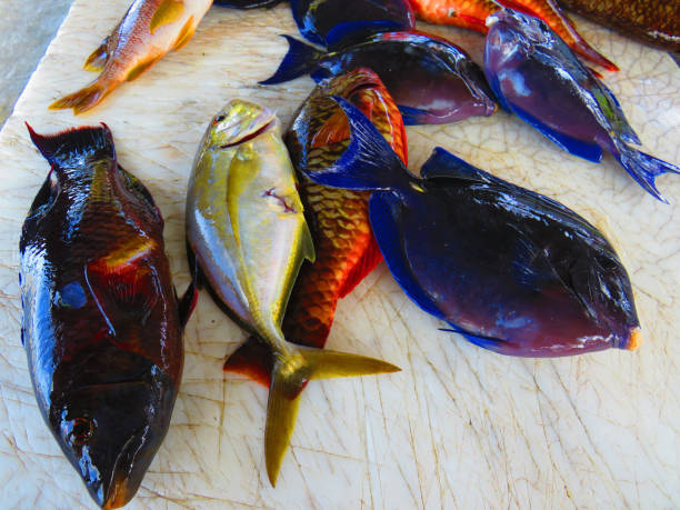 istock Spectacular blue intense surgeon fish. Caribbean fish. 1185437039