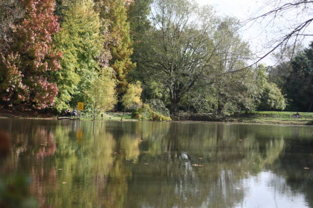 istock autumn trees and lake 1185437350