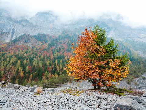 Reflection of autumn foliage in the mountains of Trentino Alto Adige