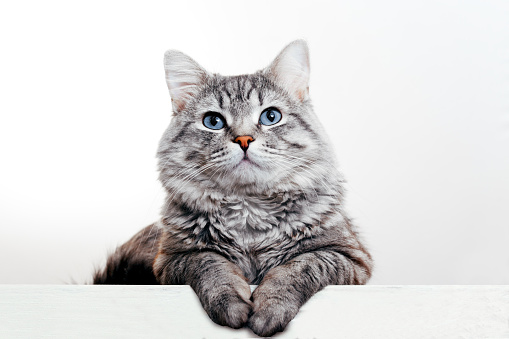 Close up view of gray tabby cute kitten. Pets and lifestyle concept. Lovely fluffy cat on grey background.