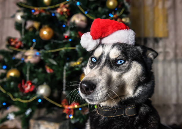 istock smart husky in red santa claus hat 1185438323