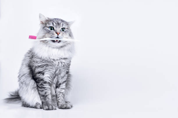 Funny smiling gray tabby cute kitten with blue eyes brushing his teeth. Pets care and lifestyle concept. Lovely fluffy cat with toothbrush in mouth on grey background. Funny smiling gray tabby cute kitten with blue eyes brushing his teeth. Pets care and lifestyle concept. Lovely fluffy cat with toothbrush in mouth on grey background. tabby cat photos stock pictures, royalty-free photos & images