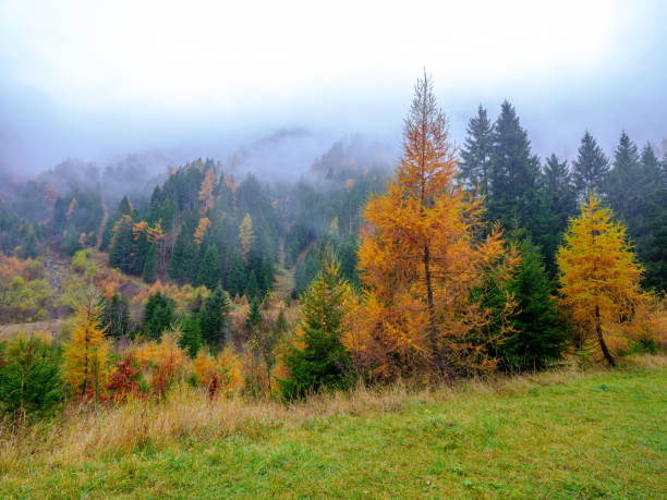 istock Foliage in autumn - Walk in the mountains 1185439035