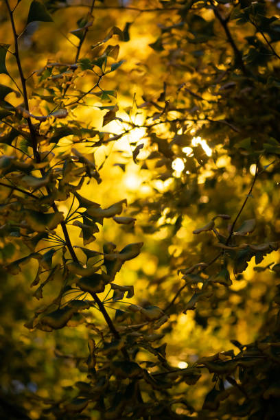 istock Colored autumn tree leaves close up 1185439319