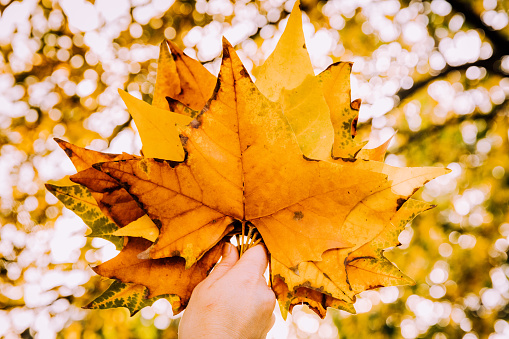 Autumn leave in girl hand, selective focus