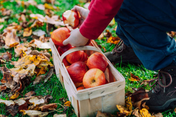 chica recoge manzanas maduras en cubo en huerto - apple orchard child apple fruit fotografías e imágenes de stock