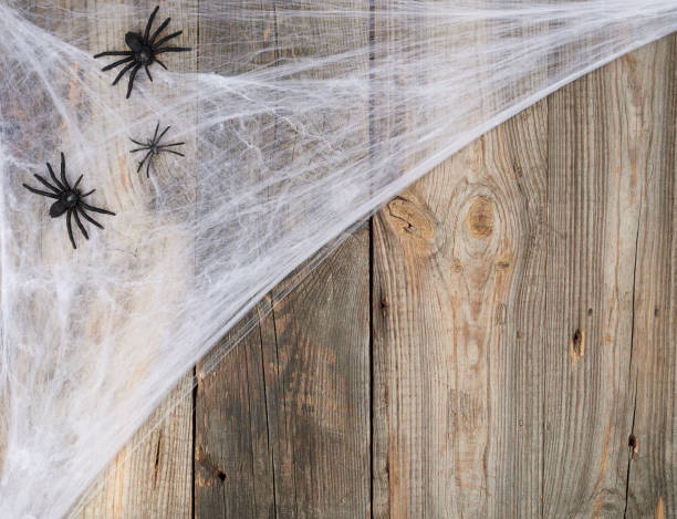 istock white spider web with black spiders on a gray wooden background from old boards 1185444721
