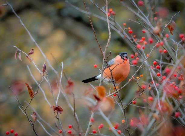 istock Bullfinch perched on rowan tree branch with a berry in its beak 1185445429