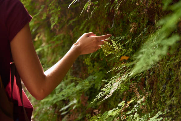 istock Hand touching green leaves in a forest 1185445681