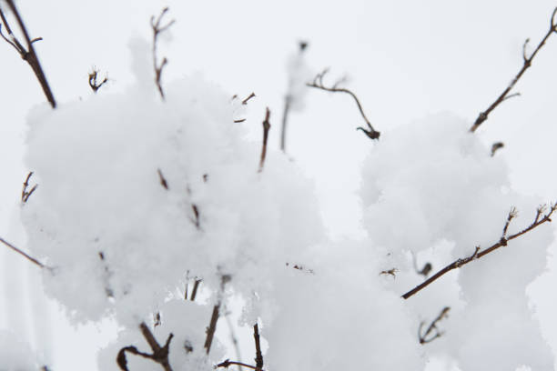 tree branch with adhering snow on a frosty winter day - adhering imagens e fotografias de stock