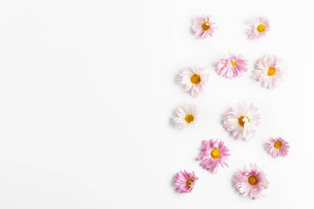istock floral pattern. beautiful pink chrysanthemum flowers on white background. flat lay, copy space, top view 1185446200