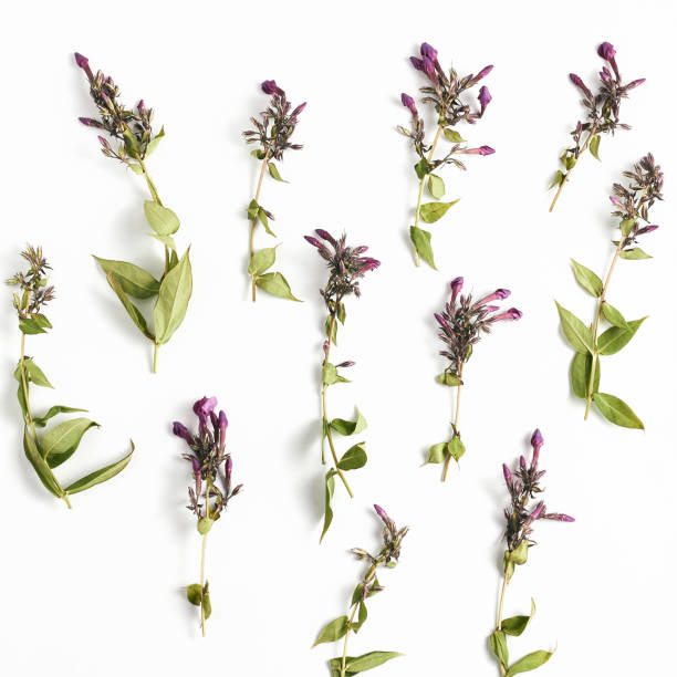 istock floral pattern. buds and branches phlox flowers on white background. flat lay, top view, square 1185446281