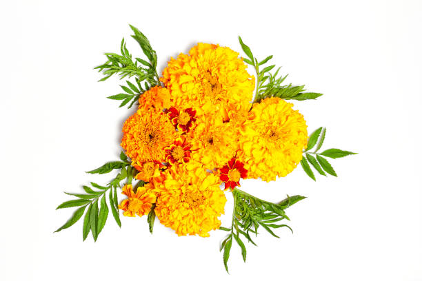 istock Autumn orange flowers composition on white background. Flat lay, top view 1185446455