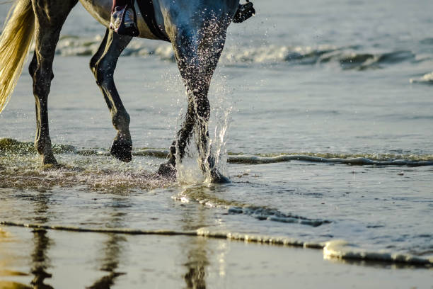 istock two horse riders on the beach under a beautiful sunset 1185450671